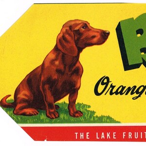 Original Vintage Florida Citrus Crate Label C1940s Bobo Daucshund