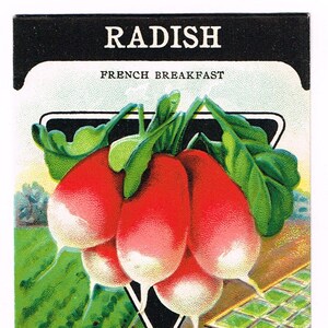 Confezione originale di semi vintage NOS c1920 General Store giardino arte popolare Carta Semi Fredonia NY Ravanello Colazione francese