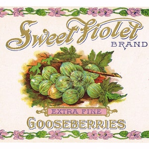 Original vintage Tin Can label c1910 Sweet Violet Gooseberries Genesee Valley Mt Morris New York Livingston County