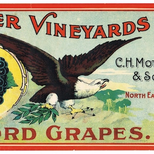 Original vintage grape crate label c1900 Pennsylvania Antique Mottier Vineyards Concord Northwest American Bald Eagle Rare Large 14x6.25&quot;