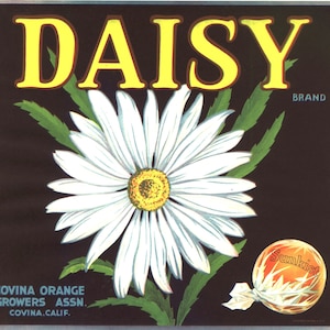 Etiqueta original da caixa de frutas cítricas Daisy vintage dos anos 30 Covina California Floral Advertising
