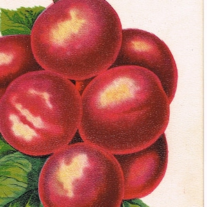 Original antique chromolithograph print plate 1898 Botanical Nursery Sample Abundance Plums Stecher Litho Co Rochester NY Fruit