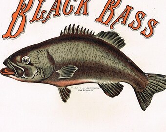 Originele vintage sigarendoos label c1910 Chromolithografie Black Bass Fishing Vis typografie binnenste 10 x 6"
