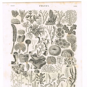 May include: A black and white illustration of various types of polyps, including corals, sea anemones, and sponges. The image is labeled "POLYPI" and includes numbers for each specimen.