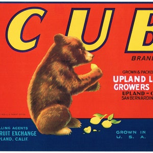 Original Vintage Aufkleber für Zitronenkisten 1930er Jahre Scarce Bear Cub Upland San Bernardino County California Typografie