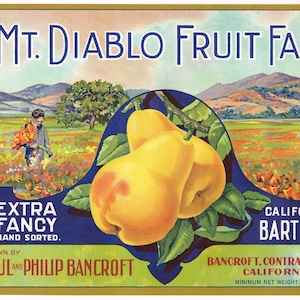 Original vintage pear crate label 1930s Mt Diablo Bancroft Super Bloom Contra Costa County California Scarce Extra Fancy