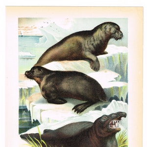 Original antique chromolithograph print 1880 Zoology Natural History Animals Aquatic Sea Lion Sea Bear Sea Elephant