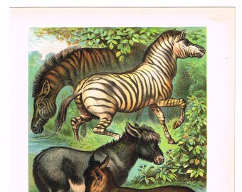 Zoology Wildlife Available Framed 1892 Kiang or Wild Ass of Tibet Original Antique Engraving Wall Decor 8 x 10 inches