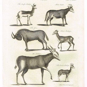 Puede incluir: Un grabado antiguo en blanco y negro de varios tipos de antílopes. La imagen está titulada "CAPRA" e incluye los nombres de cada animal: "The Inift Antilope", "Hart beast", "The Gnu", "Red Antilope", "Elk Antilope" y "The Corine Antilope".