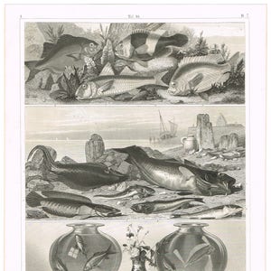 Peut inclure: Une illustration en noir et blanc de différents poissons, dont une morue, une plie et une perche. Les poissons sont représentés dans un style réaliste, avec des écailles et des nageoires détaillées. L'illustration est placée sur un fond de rochers et d'eau.