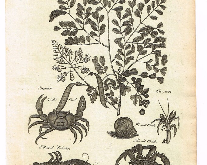 Antique 1797 Original Copper Plate Print on Laid Paper Science Etsy