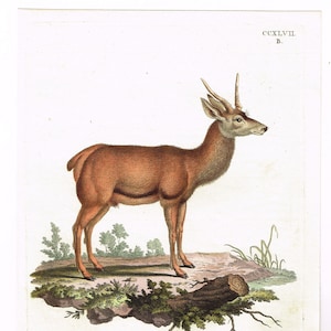 c1790 Original antiker Druck Zoologie Naturgeschichte Deutsche Europäische Rote Hirsche männlich handgefärbt atemberaubend