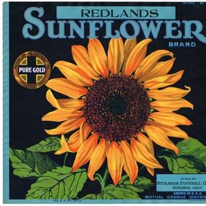 Original vintage orange citrus crate label 1930s Orangedale Sunflower Redlands California Rare Scarce Version Van Gough