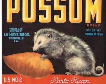Original vintage yam crate label 1950s Possum Opossum Leonville Louisiana Sweet Potatoes Small Hole