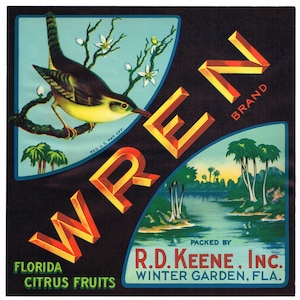 Original vintage Florida citrus crate label c1930s Wren Winter Garden Song Bird Everglades 9x9&quot;