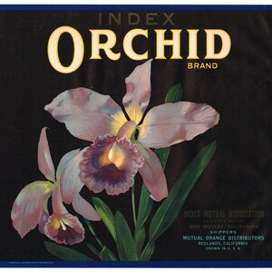 Original vintage citrus crate label 1930s Scarce Index Orchid Floral Redlands California