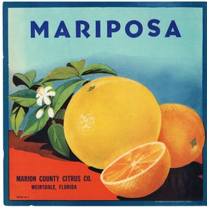 Original vintage Florida citrus crate label c1930s Mariposa Weirsdale 9x9&quot; Scarce Letter Press