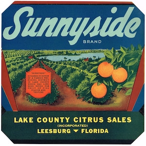 Original vintage Florida orange citrus crate label c1940 Sunnyside Leesburg Lake County 9x9&quot; scarce