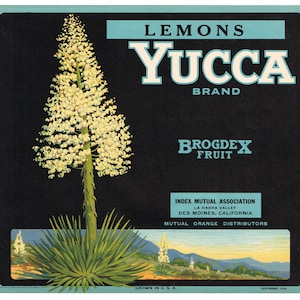 Original vintage lemon citrus crate label 1930s Yucca Valley Palm Springs Joshua Tree Desert Landscape Orange County La Habra