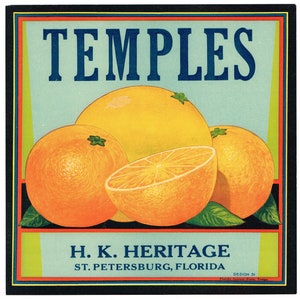 Original vintage Florida citrus crate label c1930 Temples Very Scarce St. Petersburg 9x9