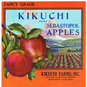 Original vintage apple crate label 1940s Kikuchi Landscape scarce Sebastopol California