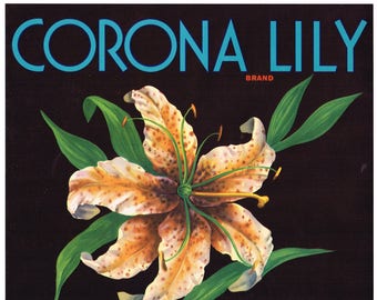 Original vintage citrus orange crate label 1930s Corona Tiger Lily Riverside California