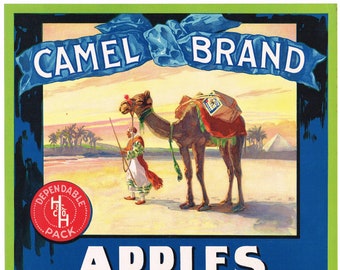 Originele vintage appelkrat label jaren 1920 Camel Brand Egypt Pyramids Watsonville California Stone Litho