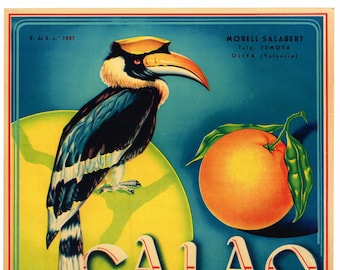 Original vintage Spanish citrus crate label c1950s Calao Exotic Bird Great Hornbill