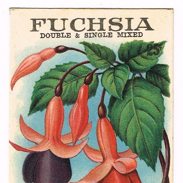 Original vintage chromolithographed seed packet pack NOS 1918 General Store garden folk art San Antonio Texas Rare Huth Fuchsia Flower