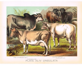 Original antique chromolithograph print 1880 Zoology Natural History Animals Livestock Cattle Cow Bull Brahmin Durham Zebu