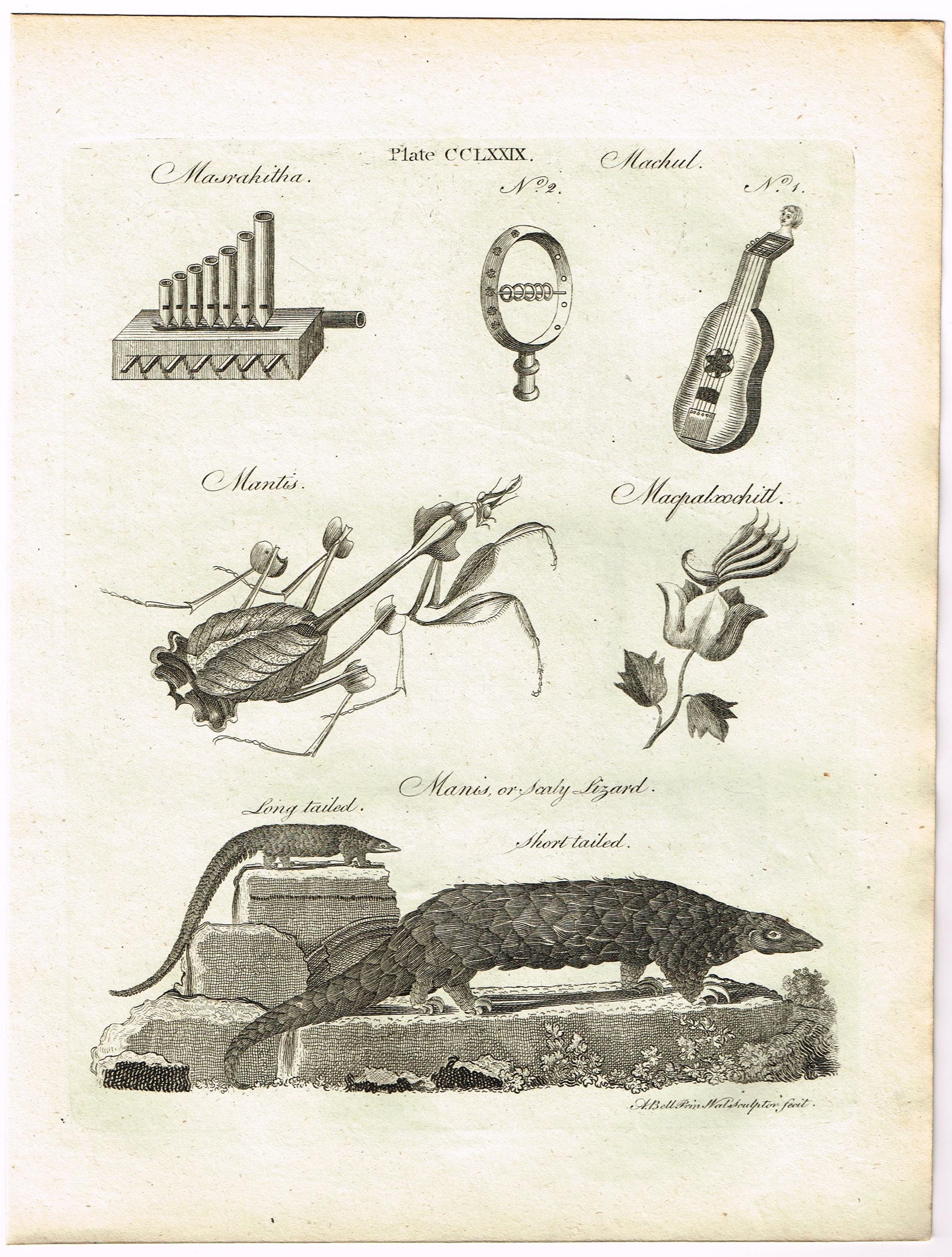 Antique 1797 Original Copper Plate Print on Laid Paper Science Lizard ...
