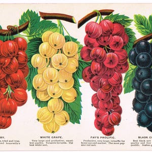 Original antique chromolithograph print plate 1902 Botanical Nursery Sample Fruit Single Sided Berry Gooseberry Black Cherry Grape Fruit #A