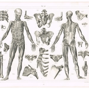 Original antique steel plate engraving print 1851 Medical Anatomy Anatomical Anatomy Of The Muscles & Ligaments Skeleton 2