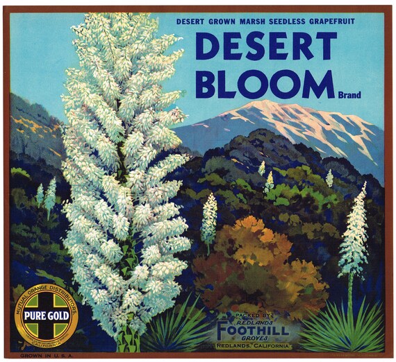 Original Vintage Desert Bloom Zitrus Kiste Label 1930er Jahre Etsy
