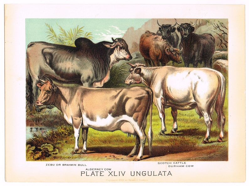Original antique chromolithograph print 1880 Zoology Natural History Animals Livestock Cattle Cow Bull Brahmin Durham Zebu