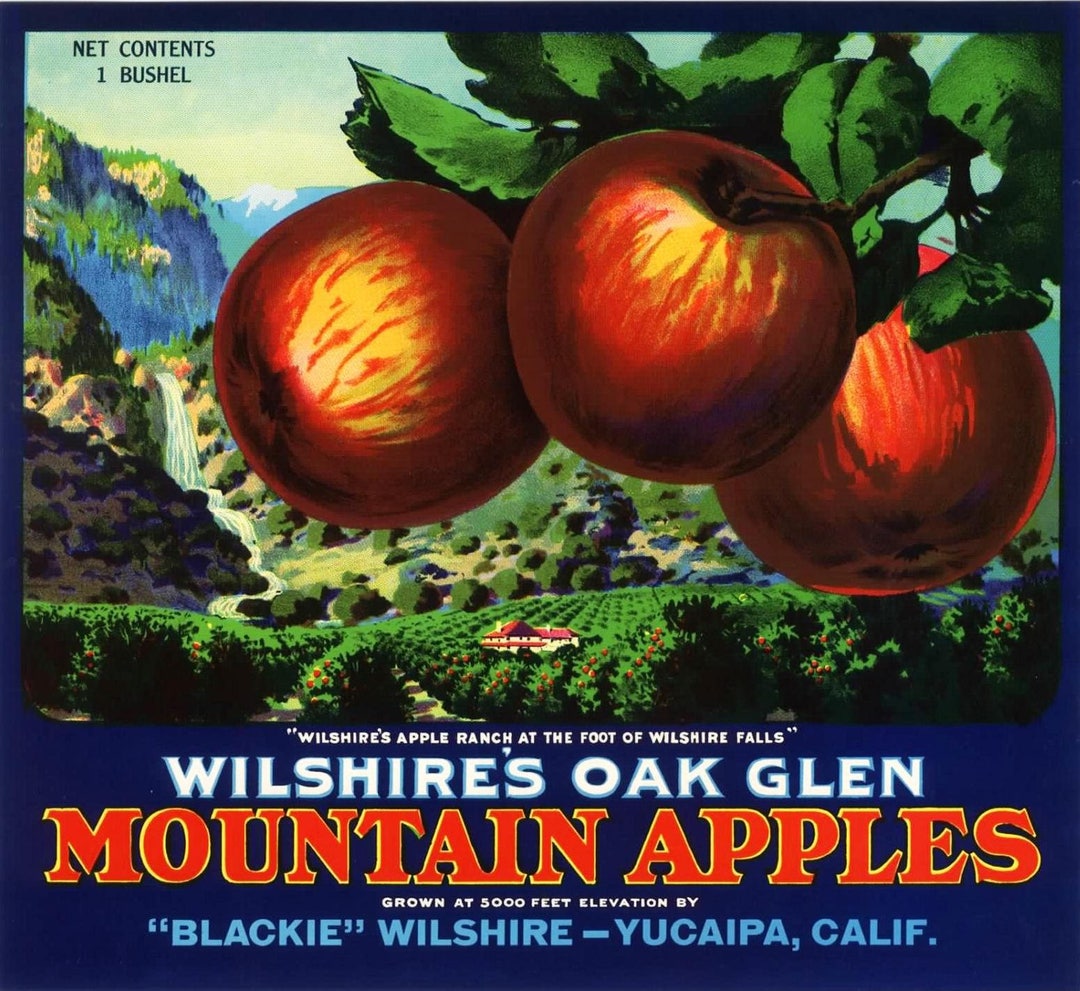 Original Vintage Apple Crate Label 1930s Wilshires Oak Glen