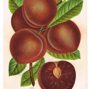 Original antique chromolithograph print plate 1902 Botanical Nursery Sample Fruit Double Sided Satsuma Plums Plum Fruit #B