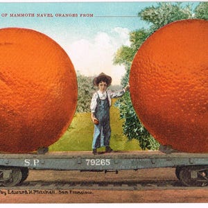 Könnte beinhalten: Vintage Postkarte von 1883, die eine Ladung riesiger Navel-Orangen zeigt. Eine Person in Latzhosen steht zwischen zwei riesigen Orangen auf einem Eisenbahnwagen. Die Postkarte trägt die Aufschrift "Copyright 1909 by Edward H. Mitchell, San Francisco."