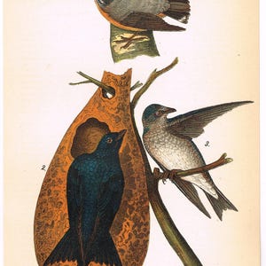 May include: Vintage bird illustration featuring three birds: a Red-breasted Nut-hatch perched on a tree, a Purple Martin in flight, and another Purple Martin inside a nest. The artwork is labeled "Plate 58" and includes the birds' names.