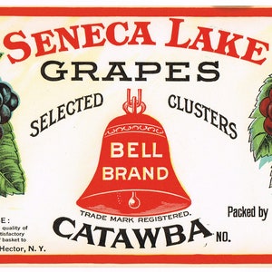 Grapes - Etsy Catawba
