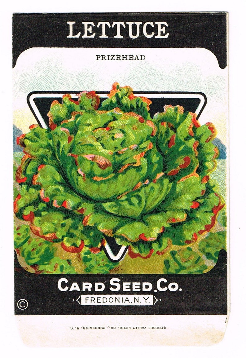 Original vintage seed packet pack NOS c1920 General Store garden folk art Card Seed Fredonia NY Lettuce Prizehead image 1