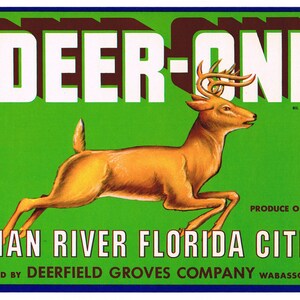 Original vintage Florida citrus crate label c1930s Deer One Indian River Deerfield Wabasso 1940s 8.5x5.5"