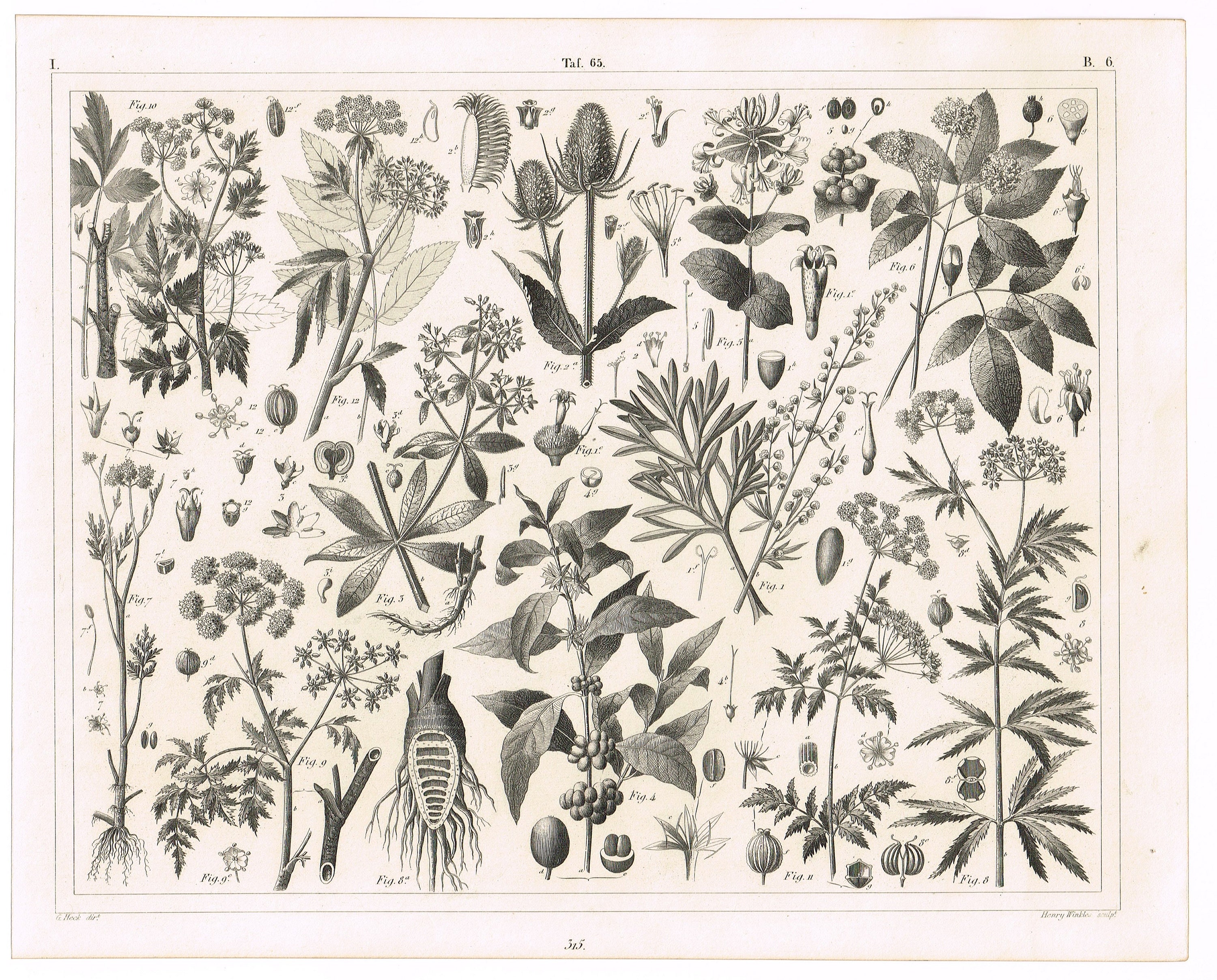 版画 Jun オリジナルのアンティークの鋼板彫刻版画 1851 J.G. ヘック