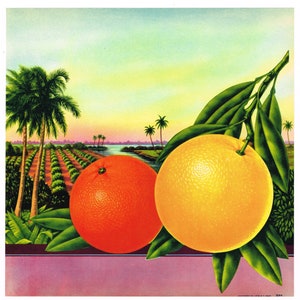 Etiqueta de caja vintage original de la década de 1930 Diseño de stock para el uso de prensa de cartas por los productores Grapefruit Florida Palm Trees Orchards