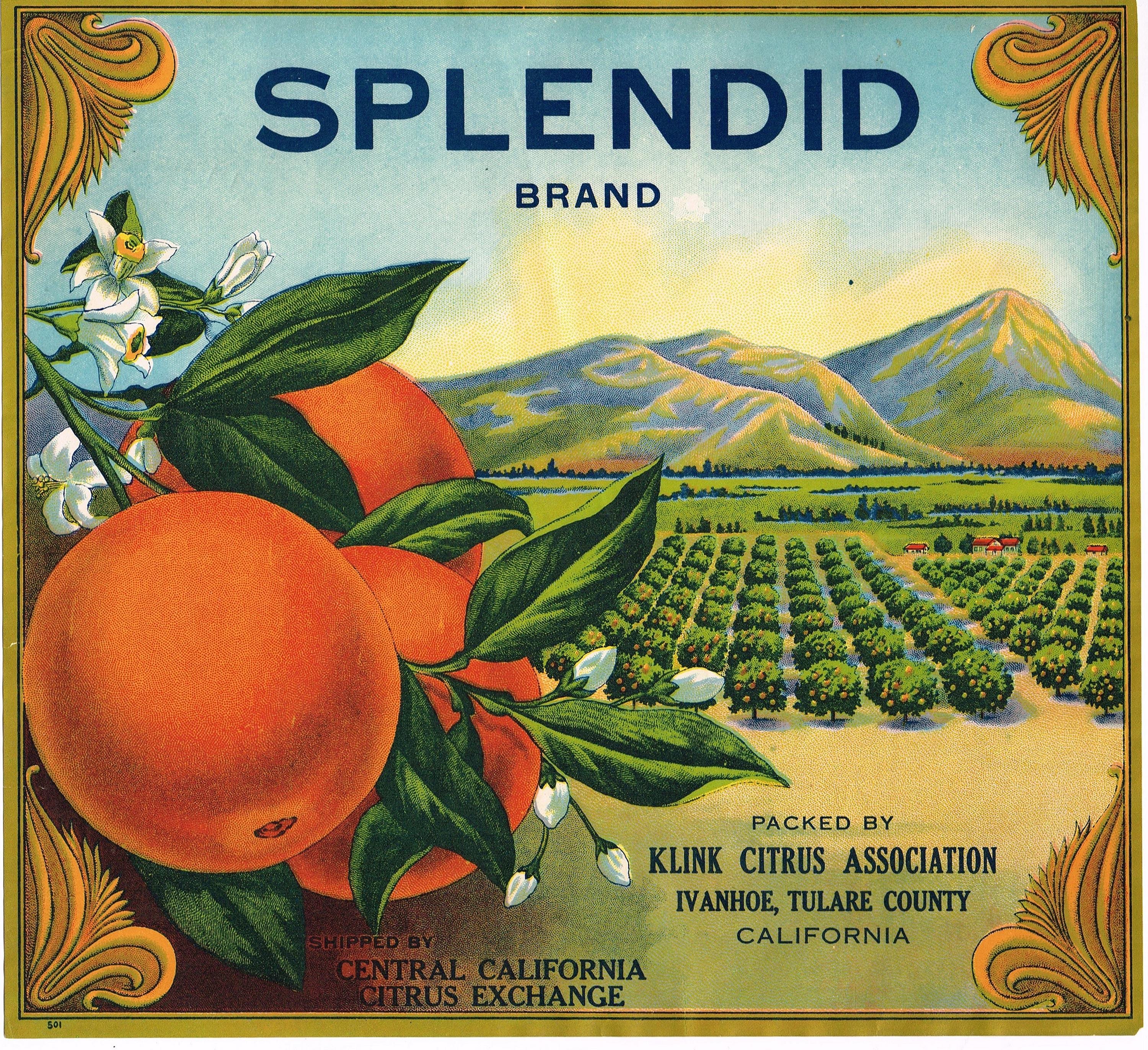 Original Vintage Orange Citrus Crate Label 1930s Splendid Stone
