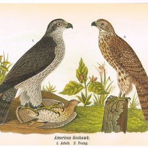 Original antique print 1890 Birds of Pennsylvania Chromolithograph 9.25x5.5" Folk Art Birds of Prey American Goshawk