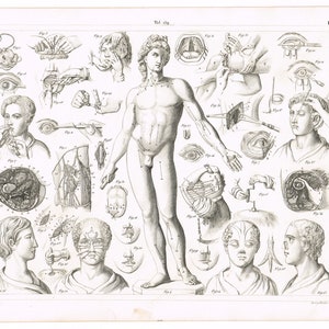 Original antique steel plate engraving print 1851 Medical Anatomy Anatomical Surgery Surgeon Surgical Operations