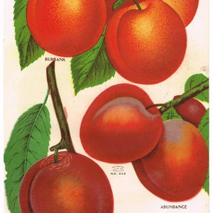 Original antique chromolithograph print plate 1902 Botanical Nursery Sample Fruit Double Sided Burbank Wickson Plums Plum Fruit #B