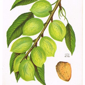 Puede incluir: Una rama de un almendro Peerless con hojas verdes y almendras. Las almendras son verdes y tienen una superficie texturizada. El texto "NO. 1035" es visible en la esquina inferior derecha de la imagen. El texto "PEERLESS ALMOND" es visible en la parte inferior de la imagen. El texto "Originated near Davisville, Cal., a sure and heavy bearer; shell harder than IXL, single large kernel." también es visible en la parte inferior de la imagen.