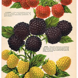 Original antique chromolithograph print plate 1902 Botanical Nursery Sample Fruit Single Sided Berry Raspberry Blackberry Golden Fruit #A